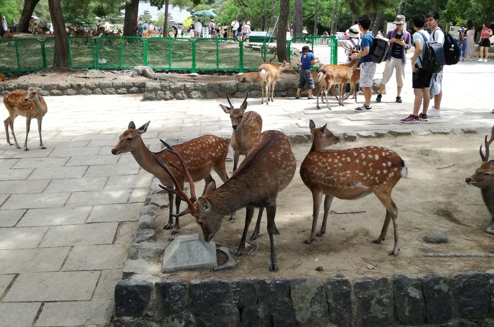 cervi a Nara