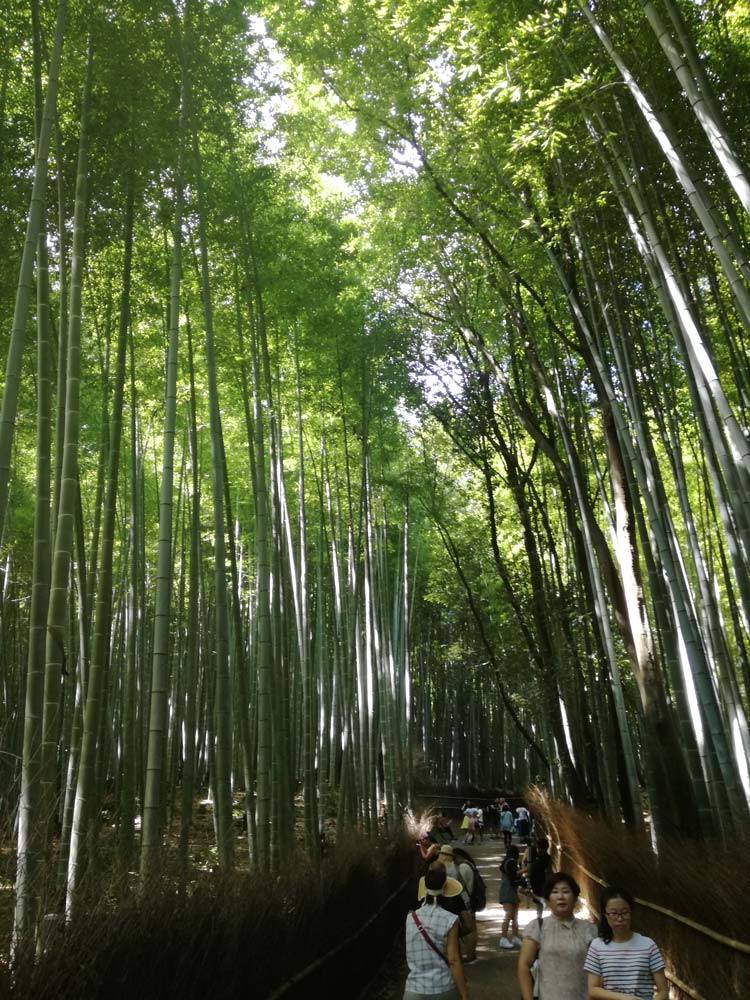 foresta di bambù kyoto